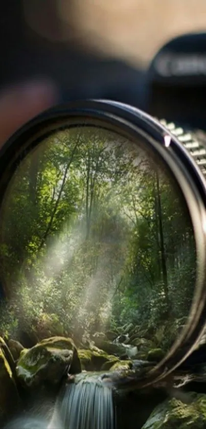 Camera lens with forest and sunlight reflection.