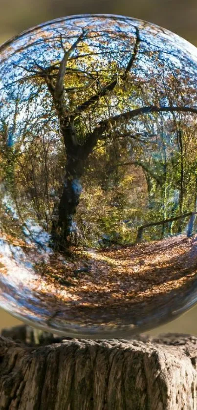 Crystal sphere reflects a peaceful forest scene.