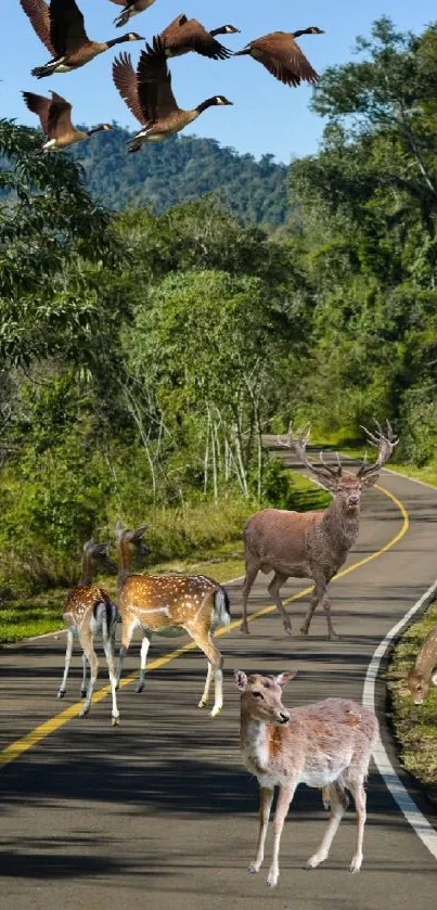 Deer on a forest road with birds flying above.