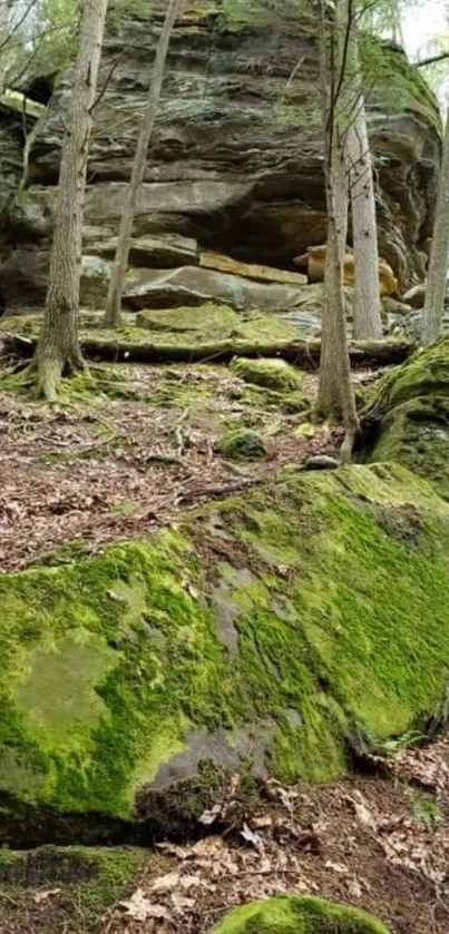 Tranquil forest setting with mossy rocks and tall trees.