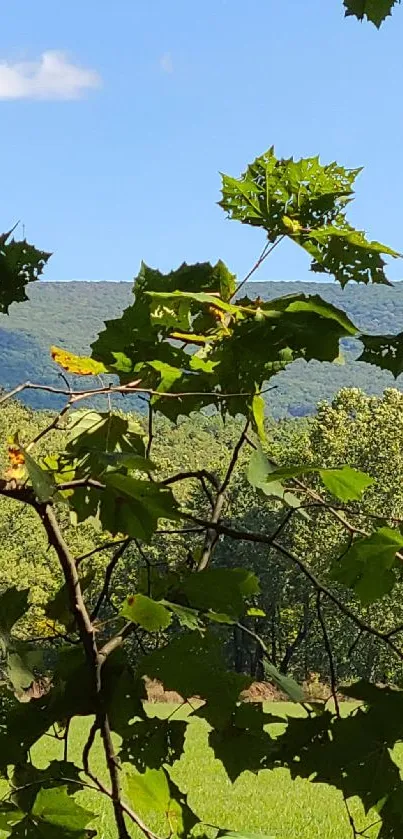 Lush green leaves with blue sky and mountain backdrop.