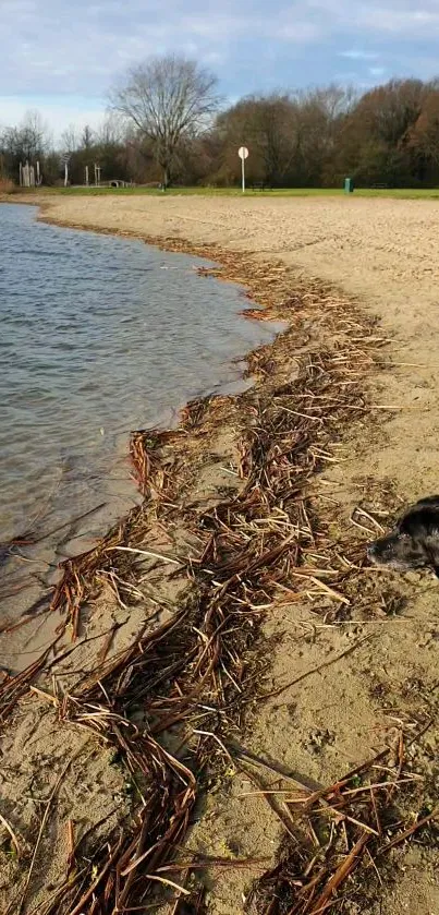 Dog stands by a tranquil sandy beach with a calm shoreline.