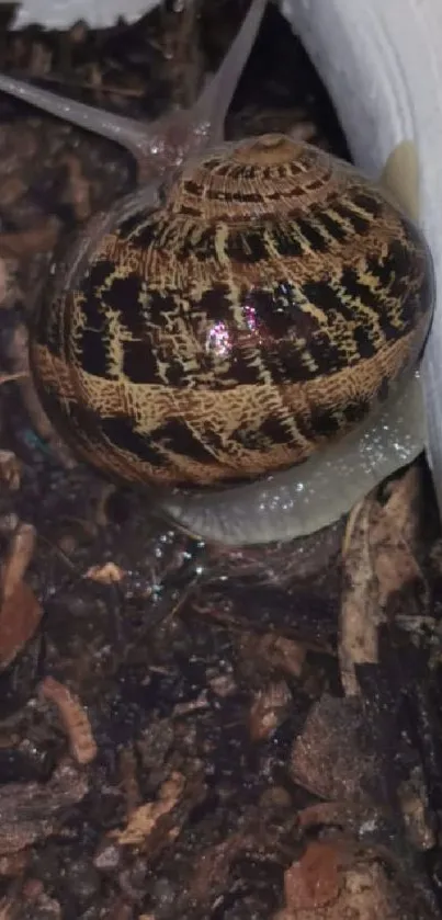 Close-up of a snail on earthy soil with detailed shell patterns.