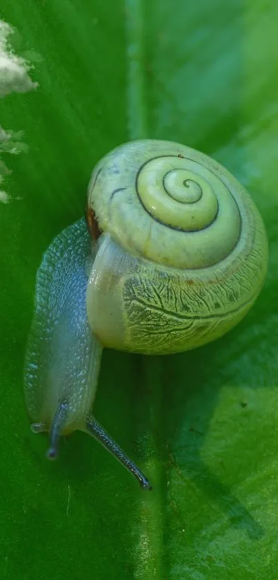 A delicate snail on a vibrant green leaf with a serene natural background.