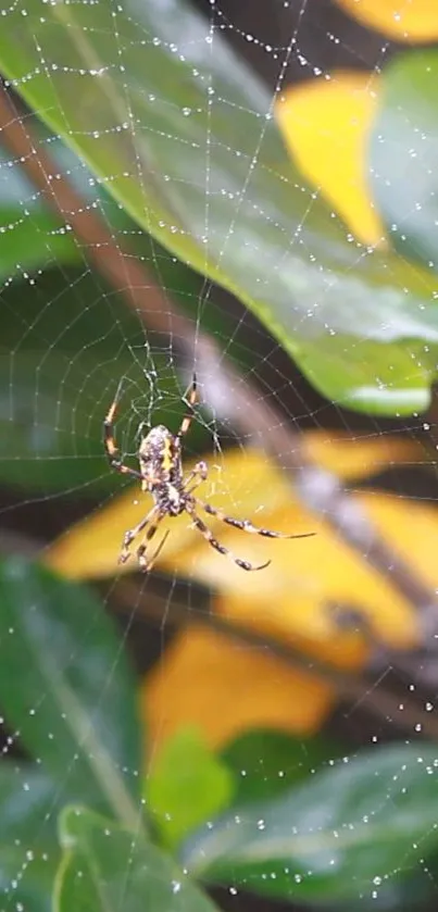 Spider in web among green and yellow leaves, perfect for nature lovers.