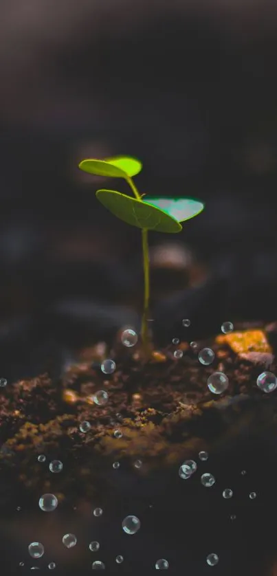 Green sprout in dark soil with water droplets.