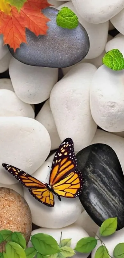 Butterfly on stones with leaves, nature wallpaper.