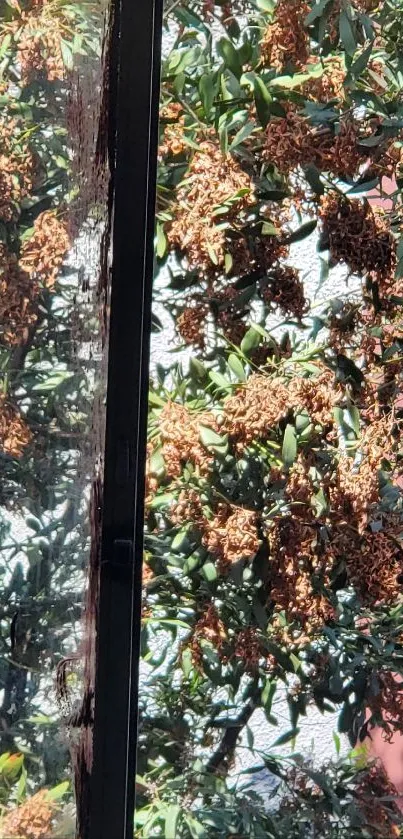 Leafy tree seen through a window, with sunlight illuminating the branches.