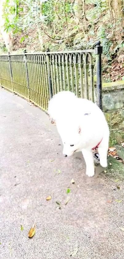 Fluffy white dog strolling on nature path with greenery.