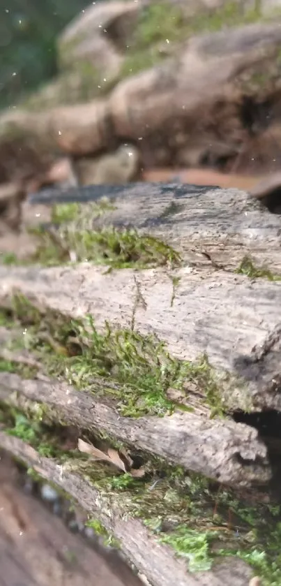 Close-up of moss-covered wood in forest, perfect for mobile wallpaper.