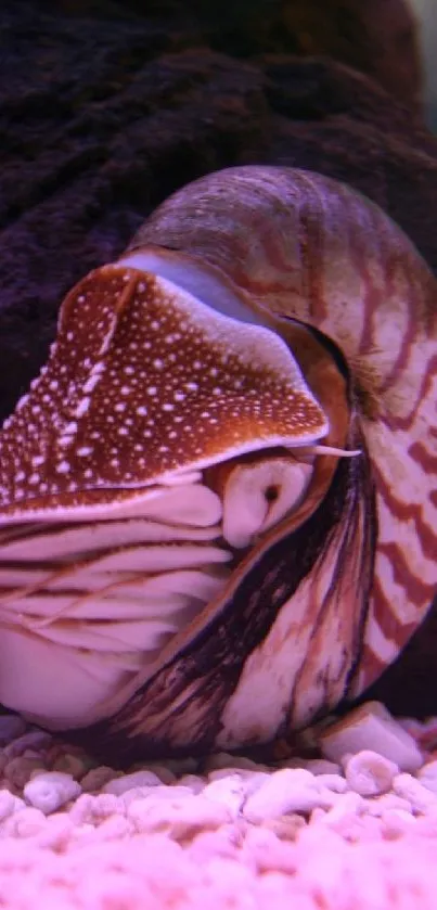 Nautilus shell resting on ocean floor with vibrant pink hues.