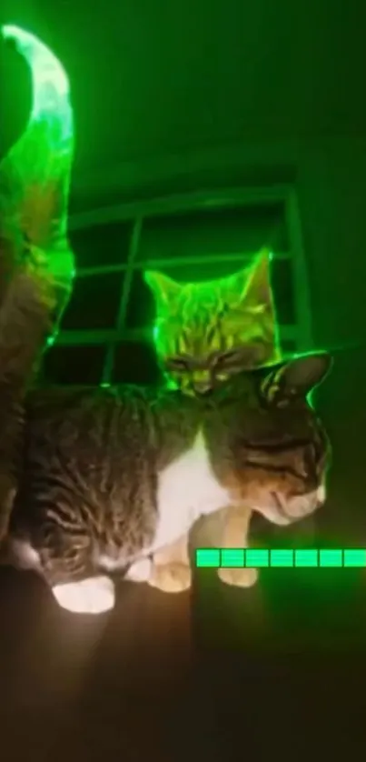 Cats illuminated with neon lights, giving a gaming effect.