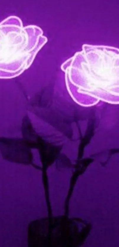 Neon purple roses glowing against a dark background.