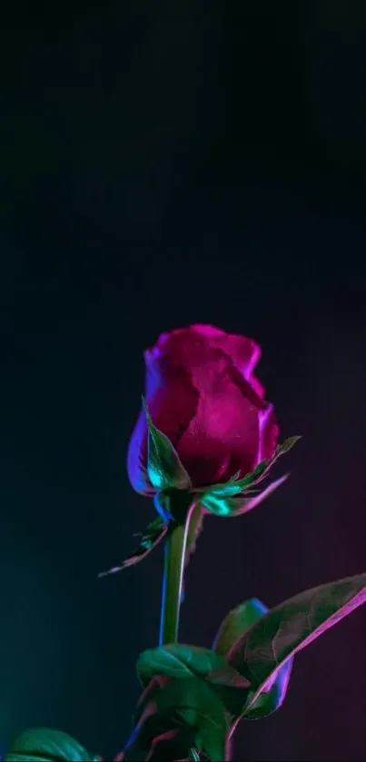 Elegant rose glowing in vibrant neon light against a dark background.