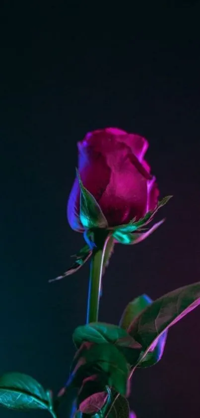 Vibrant neon rose with leaves on a dark background.