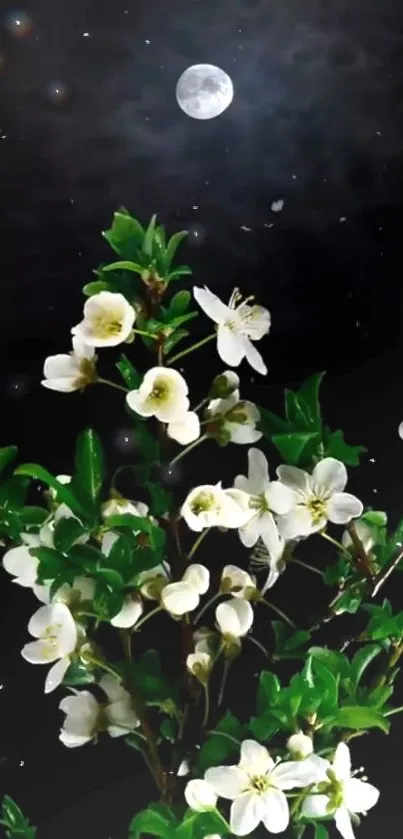 White blossoms under a full moon in the night sky wallpaper.