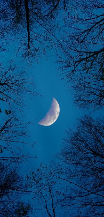 Half moon in a dark blue night sky surrounded by bare tree branches.