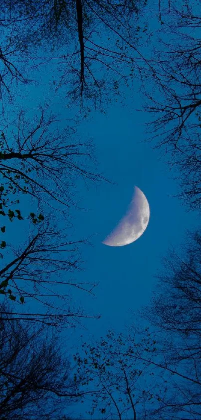 Crescent moon in a deep blue night sky with silhouetted trees.