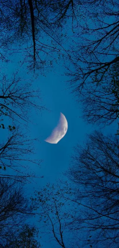 Night sky view with half moon and silhouetted trees.