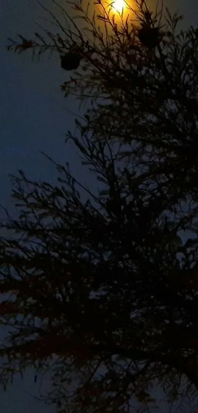 Silhouette of tree against a moonlit dark sky.