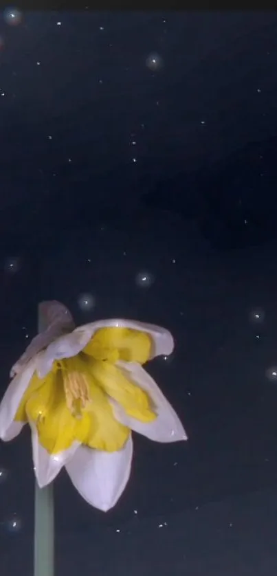 Elegant white flowers against a starry night sky.