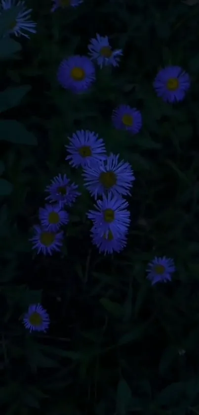 Purple flowers on a dark background.