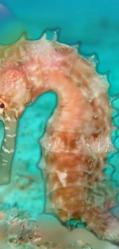 Northern Seahorse Marine Invertebrates Water Live Wallpaper