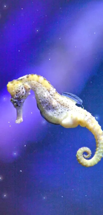 Northern Seahorse Vertebrate Marine Invertebrates Live Wallpaper