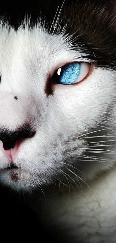 Nose Cat Felidae Live Wallpaper