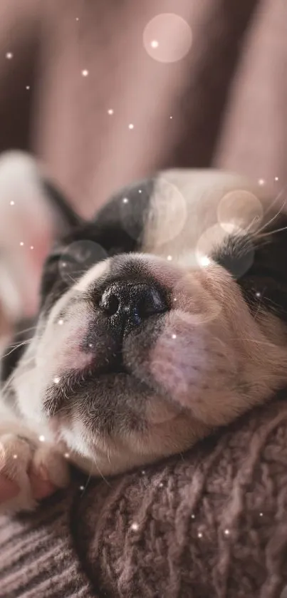 Sleeping dog Live Wallpaper