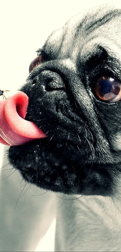dog Live Wallpaper