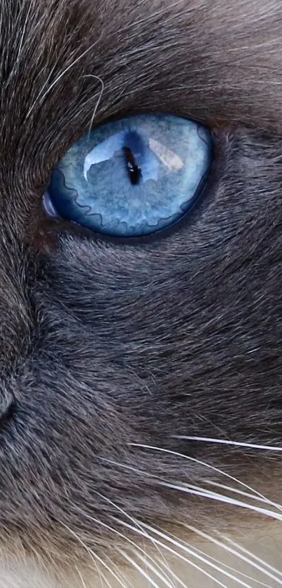 Close-up of a cat's blue eye with detailed fur texture.