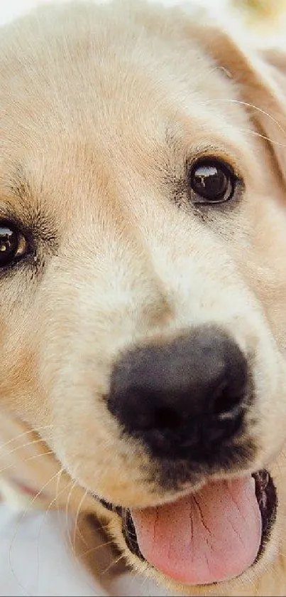 Nose Head Dog Live Wallpaper