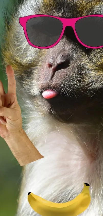 money monkey  Live Wallpaper