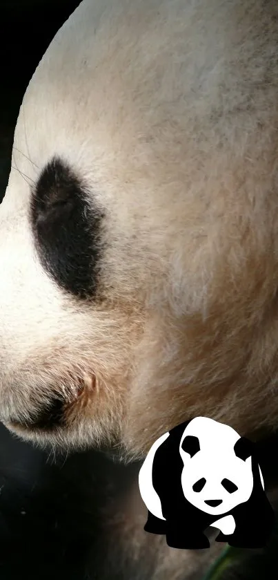 Pabda Live Wallpaper
