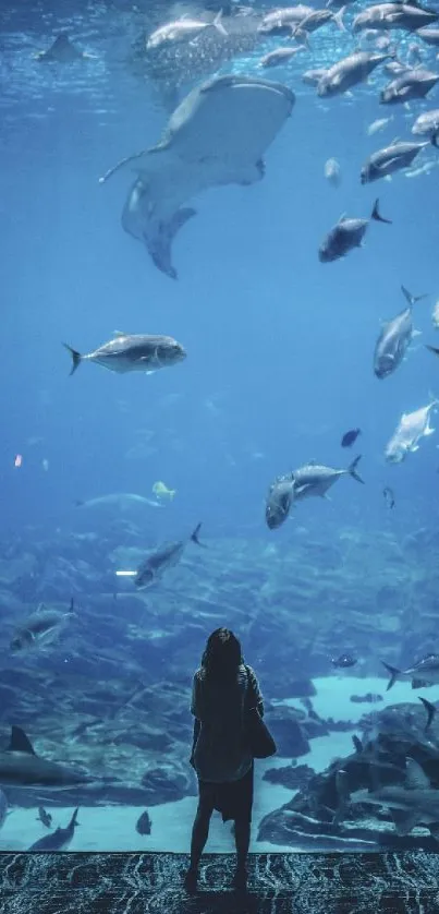 Silhouette observing fish in a vast ocean aquarium.