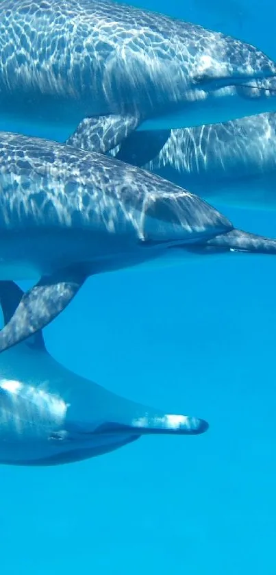 Vibrant dolphins swimming in clear blue ocean waters, perfect for mobile wallpaper.