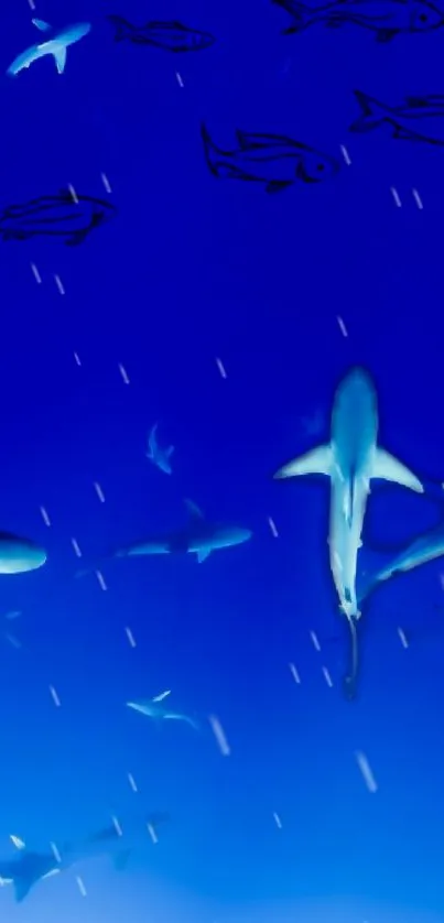 Vibrant blue ocean wallpaper featuring sharks swimming gracefully underwater.