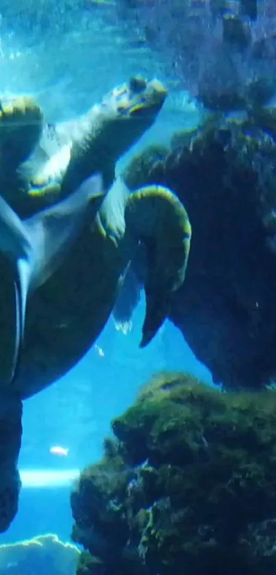 Ocean turtle swimming underwater with vibrant blue background.