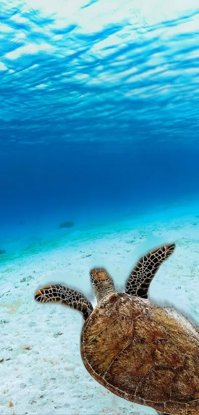 Turtle swimming in clear blue ocean