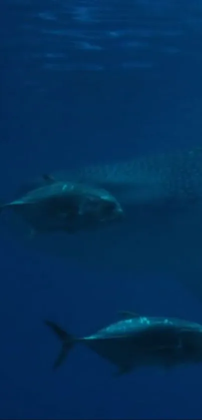 Two fish swimming in deep blue ocean waters.