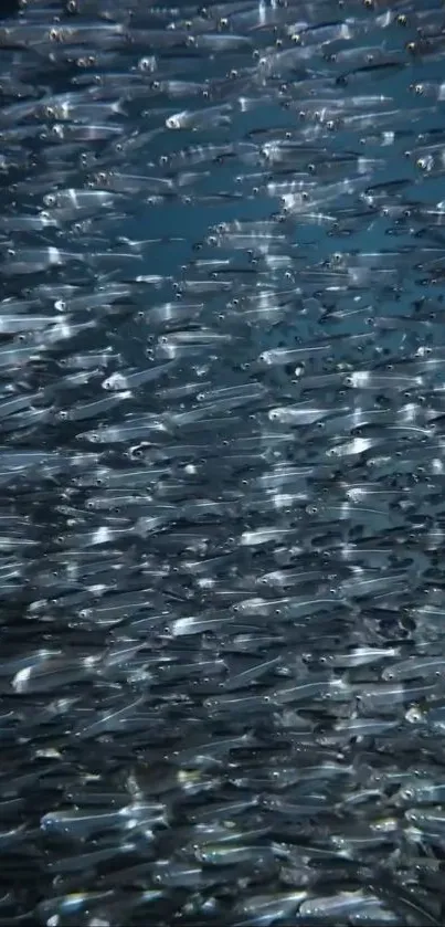 Swarm of small fish swimming in the ocean.