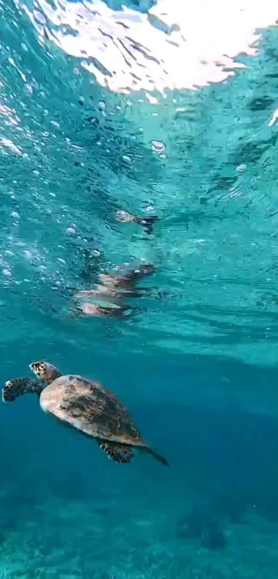 Turtle swimming underwater in a serene aqua blue setting.