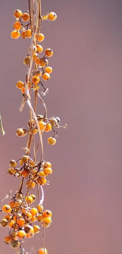 Orange berries hanging from a branch against a mauve background.