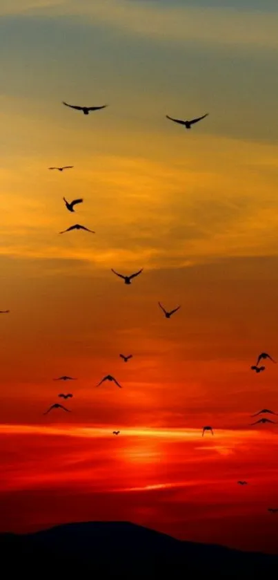 Orange Bird Sky Live Wallpaper