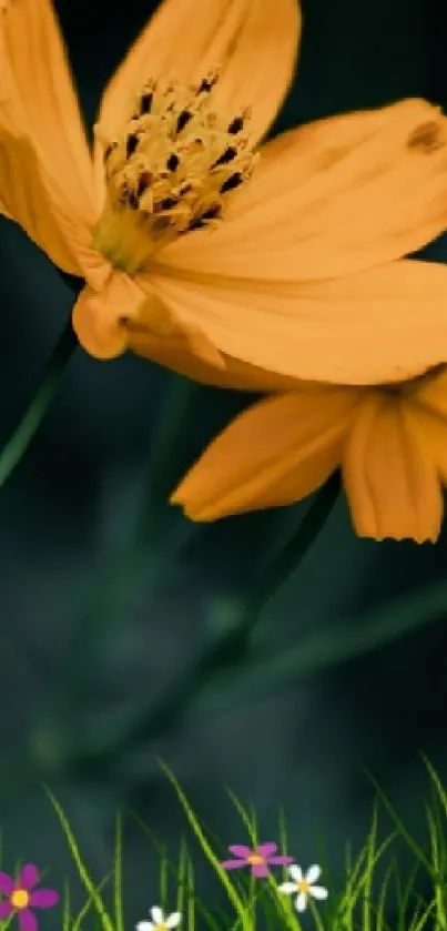 Mobile wallpaper featuring vibrant orange flowers against a dark background.