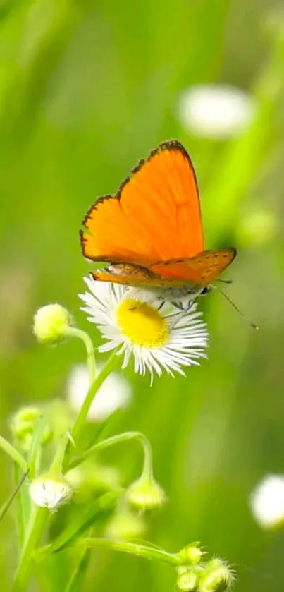 Orange butterfly on white daisy in green background.