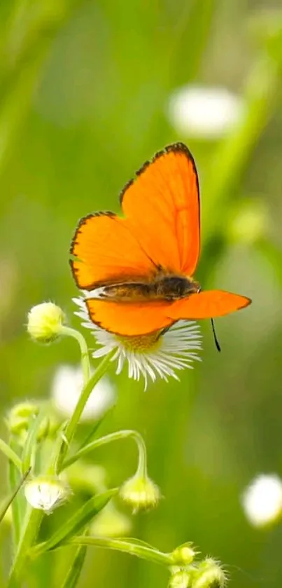 Orange butterfly resting on a white flower.