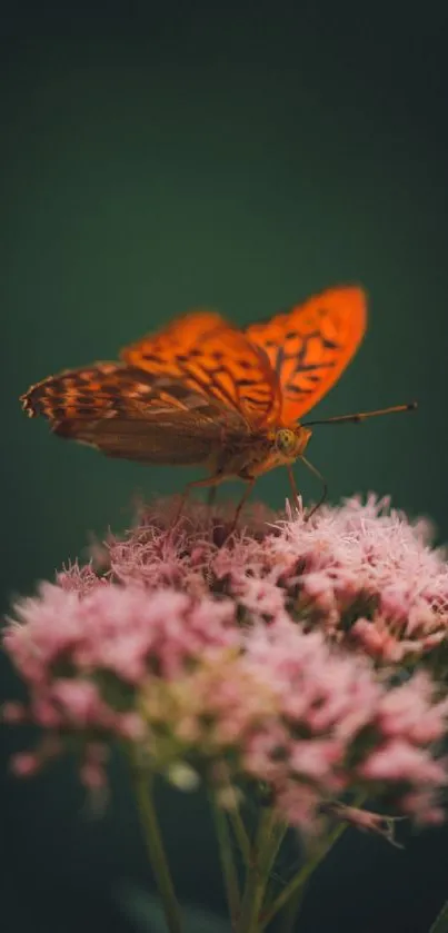 Orange butterfly on pink flowers with a dark green background.