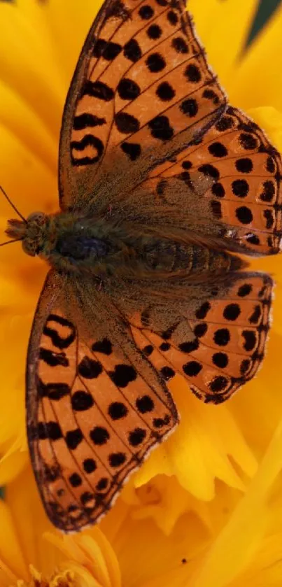 Orange butterfly with black spots on yellow flower wallpaper.